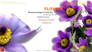 Pulsatilla benefits Medicinal properties of the Pulsatilla flowers [upl. by Yrrat]