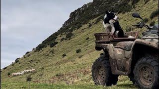 insanely talented border collie herding sheep on a mountain [upl. by Tnelc]