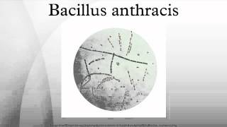 Bacillus anthracis [upl. by Leahkim212]