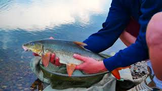 Collingham weir pb barbel 12lb 10oz [upl. by Ayifas685]