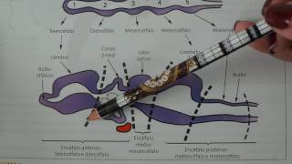 Sistema Nervoso Central formação embrionária [upl. by Keeton]