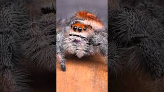 adorable jumping spider [upl. by Creath]