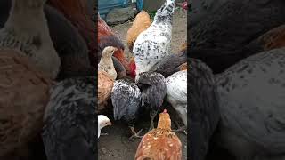 Poultry farm using low cost feed farming farm chicken [upl. by Adnalro632]