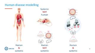 Human kidney amp liver multiorganonchip model therapeutic effects of mesenchymal stromal vesicles [upl. by Knowles]