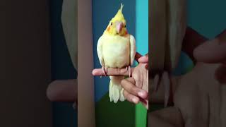 Flying Goldie birds birdslover cutebaby golumolu play cockteil [upl. by Nabla]