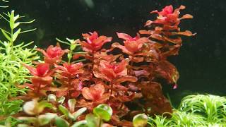 Rotala Macrandra [upl. by Shaum143]