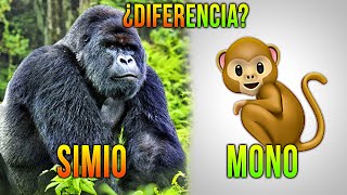 Diferencia entre monos gorilas y chimpancés [upl. by Charie]