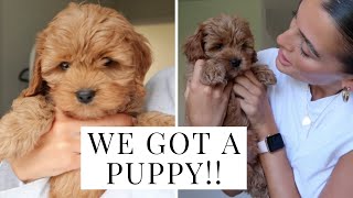 PICKING UP OUR NEW CAVAPOO PUPPY  Dionne Crowe [upl. by Suciram]