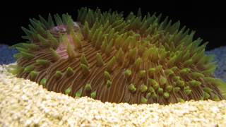 Mushroom coral excavating itself from sediment [upl. by Yasnyl594]