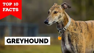 Greyhound  Top 10 Facts [upl. by Corette650]