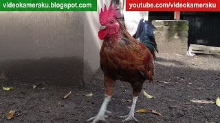 1 Hour Roosters Crowing  Hens and Chickens Sounds in the Morning  January 29 2017 [upl. by Eenrahc]