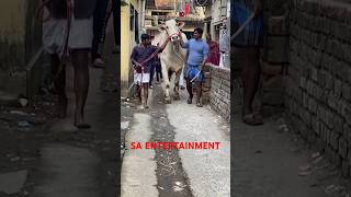 BOND OF MAAZ CATTLE FARM shorts shortsfeed youtubeshortsvideo bulls golbari cows [upl. by Enitsuj]