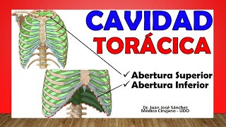 🥇 CAVIDAD TORÁCICA Tórax Óseo ¡Fácil Explicación [upl. by Tierza]