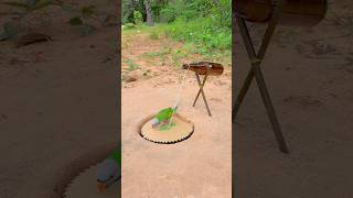 SIMPLE AND UNIQUE PARROT TRAP TECHNIQUE youtubeshorts [upl. by Jaycee]