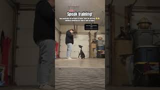 Speak training 🫶🏼 • dogcommunity puppy borador fyp dogtraining zelliemae [upl. by Ranite]