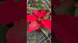 Mini Poinsettias 😍❤️ poinsettias poinsettia greenhouse subscribe shorts shortsvideo [upl. by Nesnah]