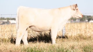 Lot 9  Keiser Cattle [upl. by Lorrimor]