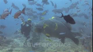 Scuba Diver Feeds Fish To Giant Grouper Epinephelus Lanceolatus At Shark Feed [upl. by Harbird140]