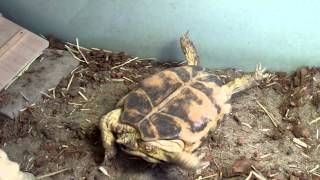 What to do when your tortoise falls on its back [upl. by Virg]