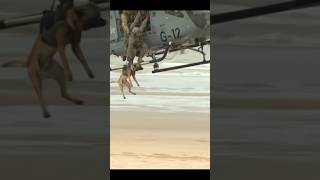 Dogtraining protection malinoislovers army germanshepherd malinois pets k9 [upl. by Valli408]