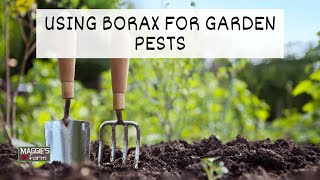 Using Borax for Garden Pests [upl. by Blinny]