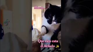 Un gatito comelon 😺gatiluni cat gatit gatos [upl. by Sherris77]