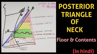 POSTERIOR TRIANGLE OF NECK  Part1  boundaries [upl. by Helbona]