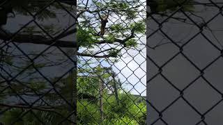 Gibbon Swinging in the Tree gibbons [upl. by Nerraf742]