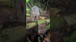 Western Longbeaked Echidna Zaglossus bruijni [upl. by Lareine1]