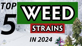 TOP 5 Weed Strains You Cant Miss in 2024 [upl. by Swor]