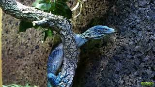 🦕 VARANUS MACRAEI VS VARANUS PRASINUS 🦎 ¿Con cuál te quedas [upl. by Aitselec]