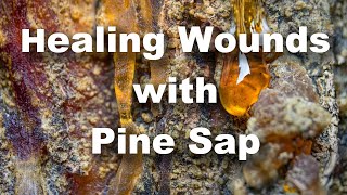 Pine Pitch Wound Care [upl. by Evers430]