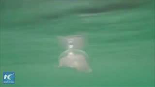 Scientists capture rare arctic jellyfish on camera [upl. by Ahsinehs96]