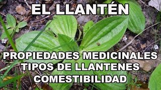 LLANTEN Propiedades medicinales y tipos [upl. by Nitza911]