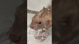 J’ai eu un poisson à la place d’un furet 🤣🫶🏻 furet furets ferret ferrets funnyvideos bath [upl. by Armat]