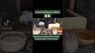 Line breeding in rabbits 🐰 🐰 animalhusbundryuganda rabbit rabbitfarming linebreeding [upl. by Htenay857]