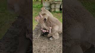 cut babyanimal babymonkey cute babyprimate [upl. by Icaj]