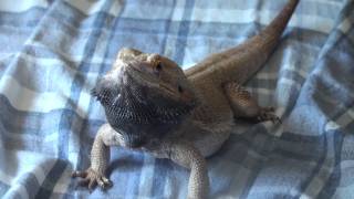 Bearded Dragon  Head Bobbing [upl. by Alon299]