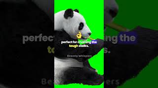 Pandas Natures Bamboo Eating Machines wild animalfacts animals facts shorts [upl. by Willcox]