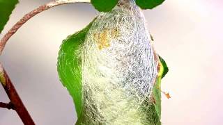 Timelapse ATLAS MOTH spinning a cocoon  Attacus atlas [upl. by Laverna]