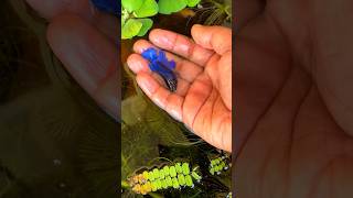 6 female bettas together in fully planted outdoor pond❤️🥰🔥 fish fishpond bettafish shorts [upl. by Naras173]