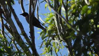 Cicadabird M Hervey Bay Qld [upl. by Thatch546]