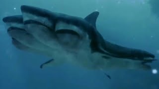 5Headed Shark Attack 2017  5 Headed Shark Screen Time [upl. by Ewen]