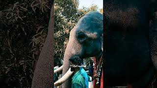 Nandilath Gopalakrishnan  Nandilath Elephant  Elephant [upl. by Broderic]