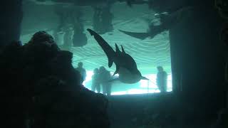 People looking at a Shark at the Universeum science museum in Gothenburg Sweden [upl. by Ettenahc]