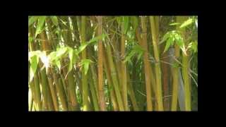 How to Grow quotGraceful Bambooquot Bambusa Gracilis  A Small Caned Clumping Bamboo  HD [upl. by Raddatz687]