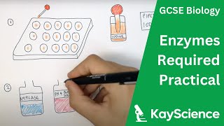 Enzymes Required Practical  GCSE Biology  kaysciencecom [upl. by Otreblanauj]