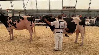 Ontario Summer Holstein Show 2024 Intermediate aChampion [upl. by Nanreh500]