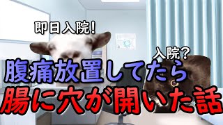 【猫ミーム】腸に穴が開いた話 [upl. by Levine582]