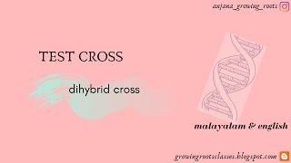 Test Cross For Dihybrid Cross  Malayalam  How To Find The Genotypic amp Phenotypic Ratio of Dihybrid [upl. by Esinel]